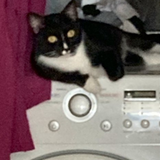 Entry image for Caterina