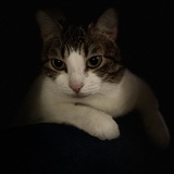 Entry image for Lily