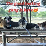 Entry image for Pork Chop,  Cupcake,  Bentley, Chico