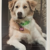 Entry image for Sadie
