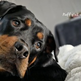 Entry image for Kandi