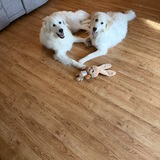 Entry image for Jersey with Foster Cody