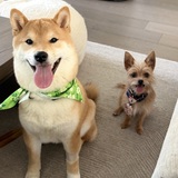 Entry image for Zorro and Buddy