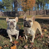 Entry image for Nala and Draco
