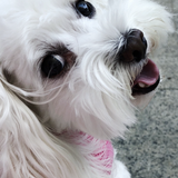Entry image for Casper