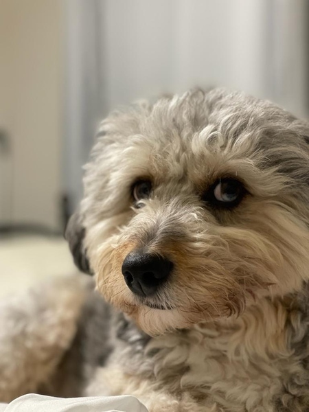 Entry image for Milo. Clicking this image will show a larger photo