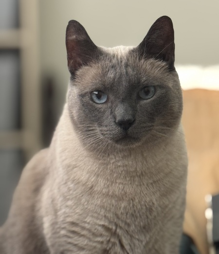 Entry image for Beau. Clicking this image will show a larger photo