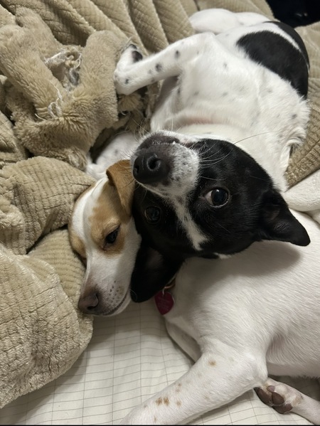 Entry image for Jax & Bella . Clicking this image will show a larger photo