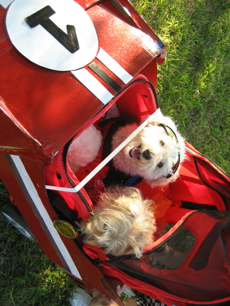 Entry image for Molly and Lacy. Clicking this image will show a larger photo