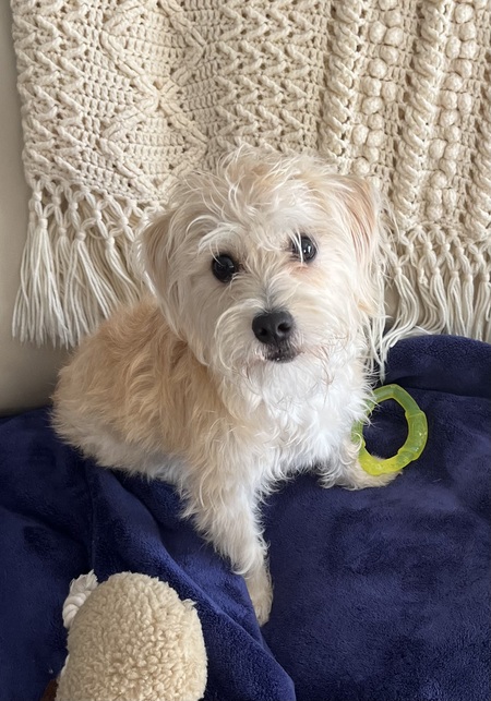 Entry image for Bailey. Clicking this image will show a larger photo