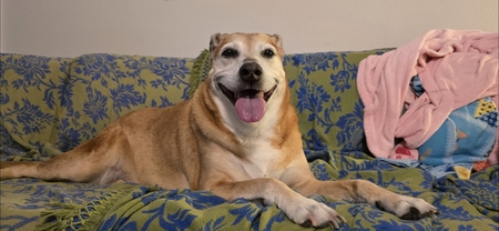 Entry image for Cinnamon. Clicking this image will show a larger photo