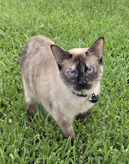 Entry image for Luna. Clicking this image will show a larger photo