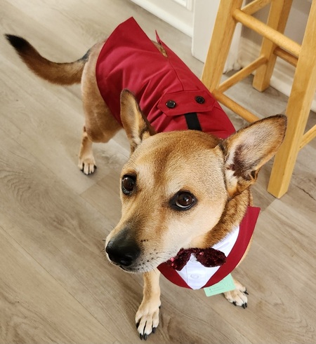Entry image for Peanut. Clicking this image will show a larger photo