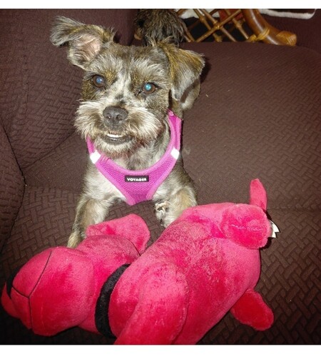 Entry image for Daisy. Clicking this image will show a larger photo