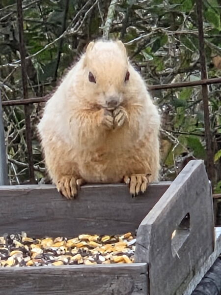 Entry image for Corn Nugget . Clicking this image will show a larger photo