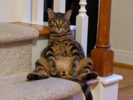 Entry image for Tiger. Clicking this image will show a larger photo
