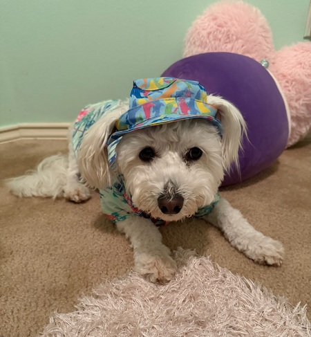 Entry image for Lucky. Clicking this image will show a larger photo