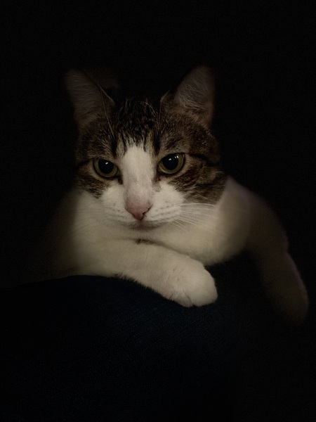 Entry image for Lily. Clicking this image will show a larger photo