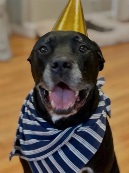 Entry image for Oliver. Clicking this image will show a larger photo