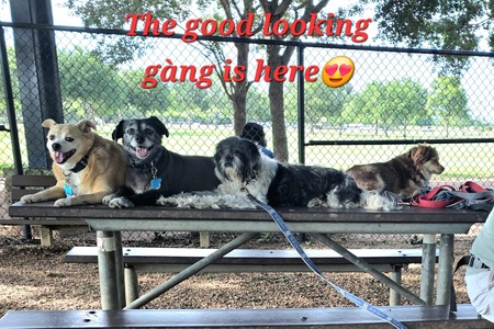 Entry image for Pork Chop,  Cupcake,  Bentley, Chico. Clicking this image will show a larger photo