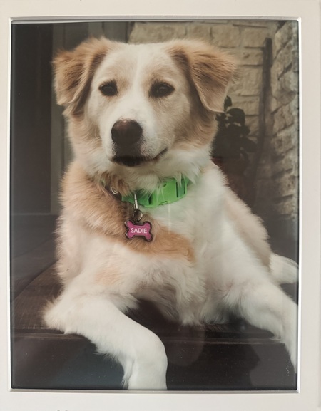 Entry image for Sadie. Clicking this image will show a larger photo