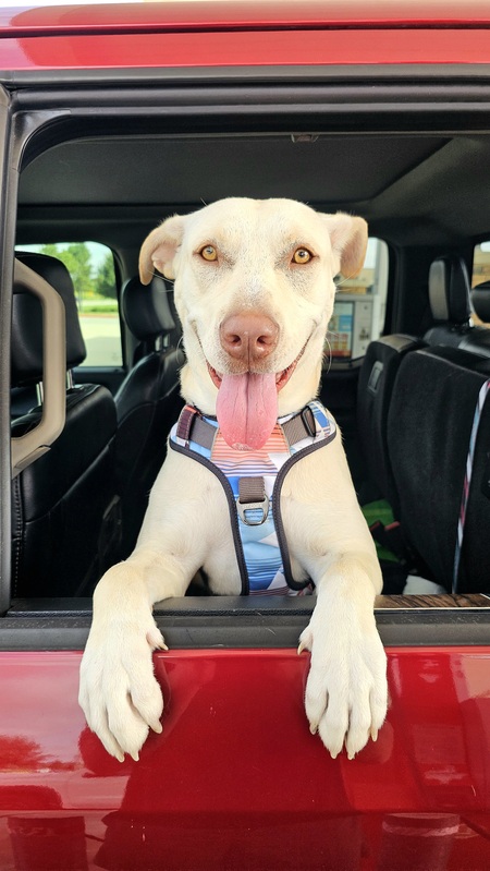 Entry image for Roo. Clicking this image will show a larger photo