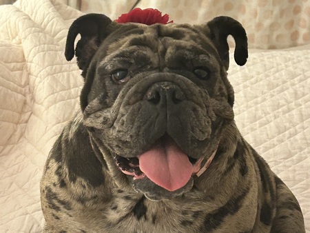 Entry image for Princess. Clicking this image will show a larger photo