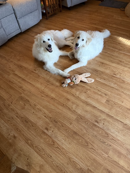 Entry image for Jersey with Foster Cody. Clicking this image will show a larger photo