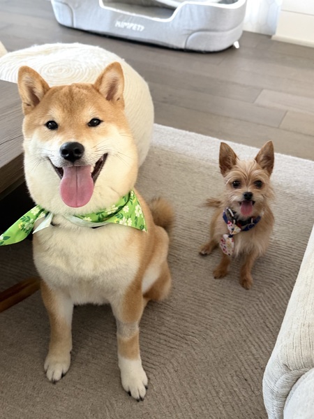 Entry image for Zorro and Buddy. Clicking this image will show a larger photo