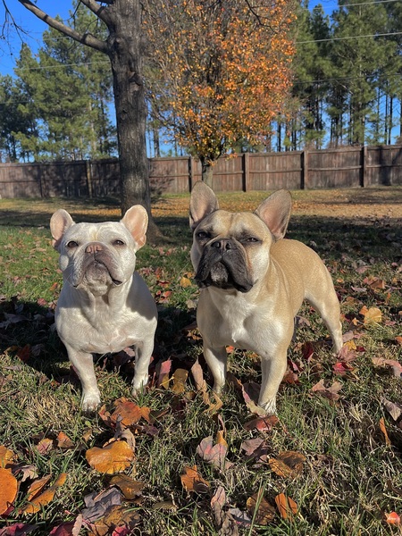 Entry image for Nala and Draco. Clicking this image will show a larger photo