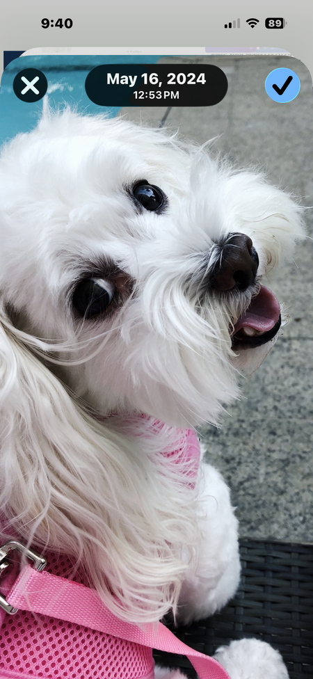 Entry image for Casper. Clicking this image will show a larger photo
