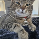 Entry image for Honey (Meatball)