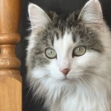 Entry image for Peanut