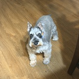 Entry image for Baxter