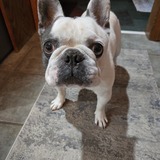 Entry image for Max