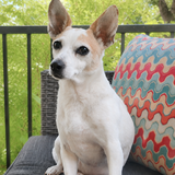 Entry image for Molly