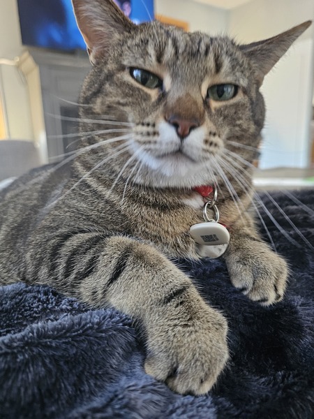 Entry image for Honey (Meatball). Clicking this image will show a larger photo