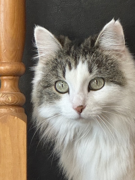 Entry image for Peanut. Clicking this image will show a larger photo