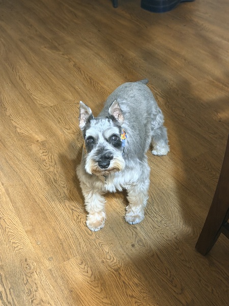 Entry image for Baxter. Clicking this image will show a larger photo