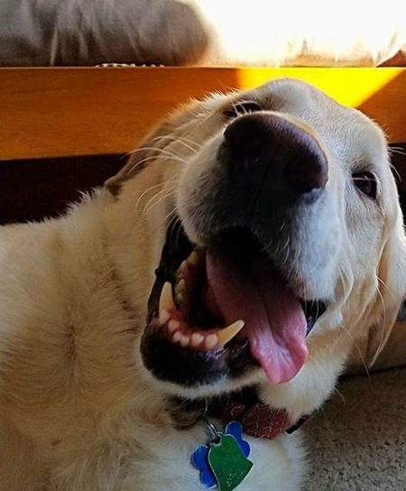Entry image for STELLA. Clicking this image will show a larger photo