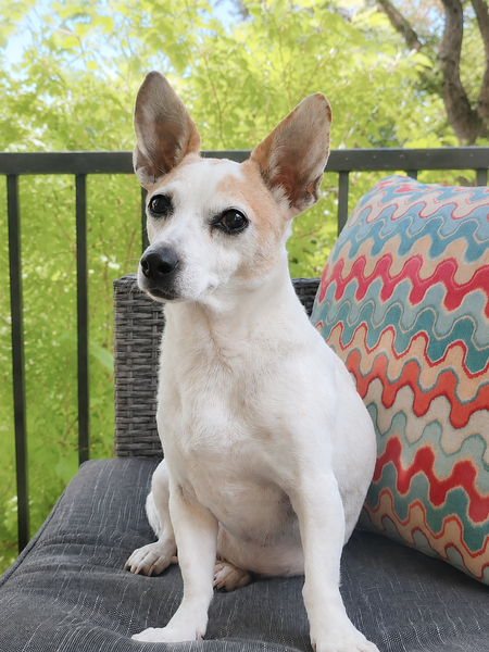 Entry image for Molly. Clicking this image will show a larger photo