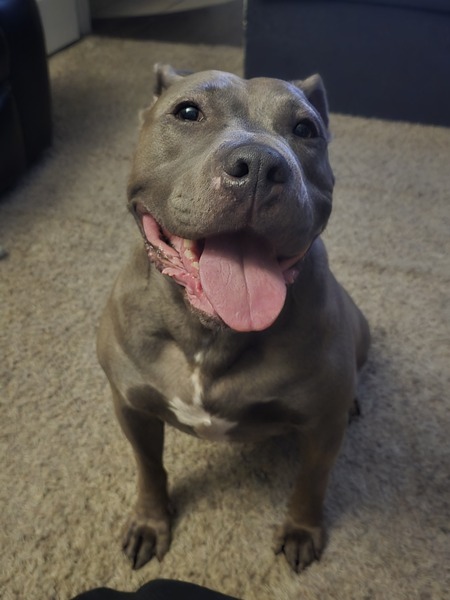 Entry image for Lucy. Clicking this image will show a larger photo