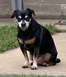 Entry image for Chimichanga. Clicking this image will show a larger photo