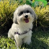 Entry image for Chauncey 
