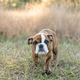 Entry image for Dozer
