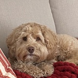 Entry image for Marley