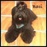 Entry image for Baci