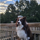 Entry image for Ziggy 