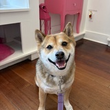 Entry image for Rudy