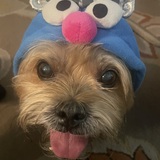 Entry image for Grover 